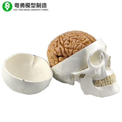 Reproduction humaine grandeur nature de crâne comprenant 8 parts de cerveau détachable d'enseignement médical