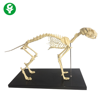 L'anatomie animale d'os naturel squelettique modèle/modèle anatomique de squelette de chat