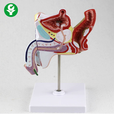 Enseignement génito-urinaire de parties du corps de système urogénital d'éducation anatomique de modèles