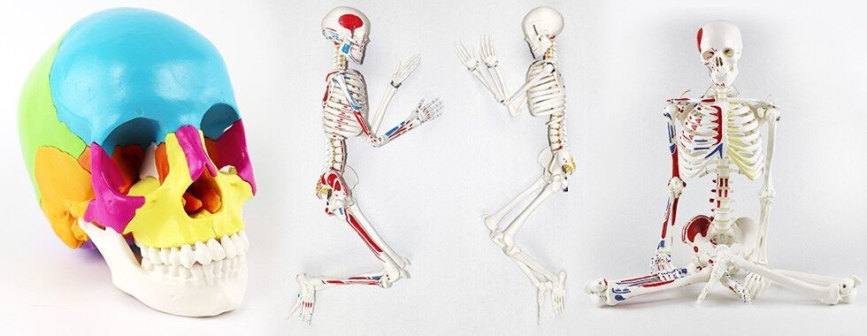 Modèle de squelette de corps humain