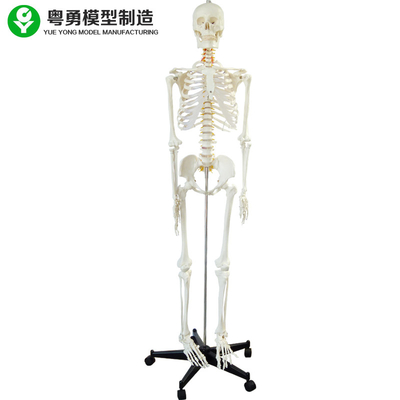 Modèle squelettique de corps humain entier/normal squelettique anatomique de spécimens