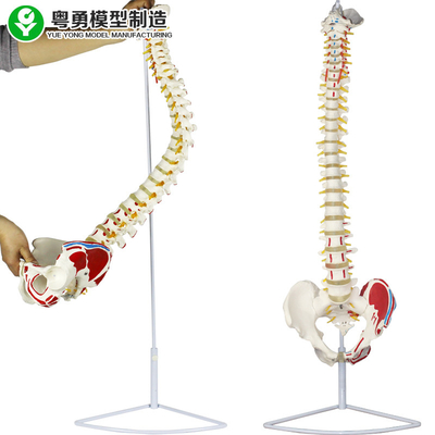 Tête médicale de fémur de point de muscle de bassin de modèle de colonne vertébrale anatomique