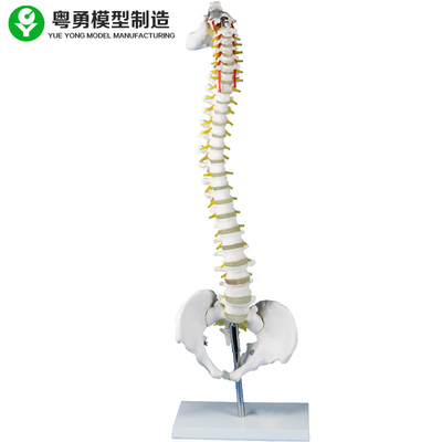 Simulateur squelettique modèle de vertèbres lombaires avec l'enseignement médical de support en métal