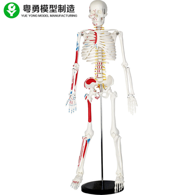 Modèle squelettique humain grandeur nature en plastique avec des muscles 85cm 2,0 kilogrammes de poids