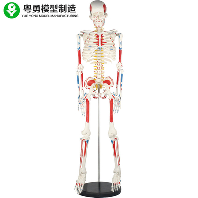 Le modèle squelettique de corps humain adulte/anatomie humaine de muscle et de squelette modèlent