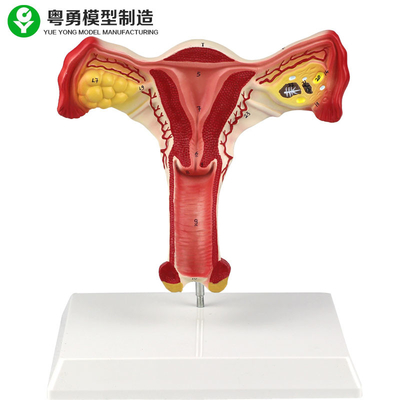 Étude vaginale modèle anatomique femelle d'étudiants d'ovaire humain d'utérus