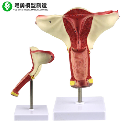 Modèle humain d'anatomie d'utérus/affichage de enseignement modèle de démonstration d'ovaire utérus de vagin