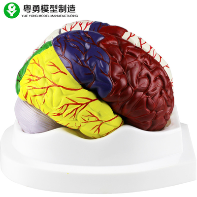 Le modèle d'anatomie d'esprit humain/cerveau en plastique éducatif modèle le matériel de PVC