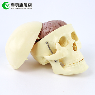 Modèle moyen de crâne d'anatomie/crâne en plastique humain avec le cerveau anatomique