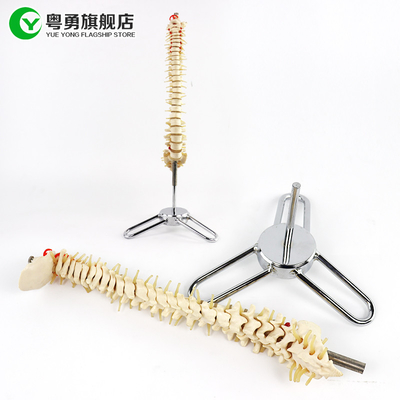Taille squelettique de modèle d'épine moyenne/de model 10X38X10CM anatomie d'épine
