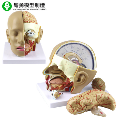 Modèle en plastique d'anatomie de tête humaine du modèle de crâne d'anatomie/PVC avec le cerveau