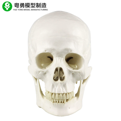 Modèle de crâne d'anatomie/type humains modèle médical grandeur nature d'anatomie de crâne