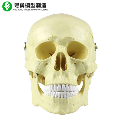 Haute précision d'anatomie de crâne de modèle du plastique 20X14X20 cm de taille simple principale de paquet