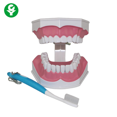 Modèle humain de dents pour la démonstration d'éducation de brossage de dent d'étudiants dentaires