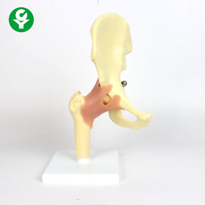 Le modèle en plastique d'articulation de la hanche d'anatomie pour enseigner 0,6 kilogrammes choisissent le poids brut