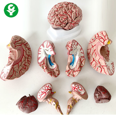8 parts de cerveau d'anatomie de modèle de sujet 1,5 kilogrammes grandeur nature humains des sciences médicales