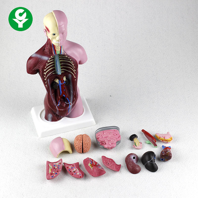 Emballage de carton du model 12X6X28CM de torse de corps de physiologie d'anatomie de PVC mini