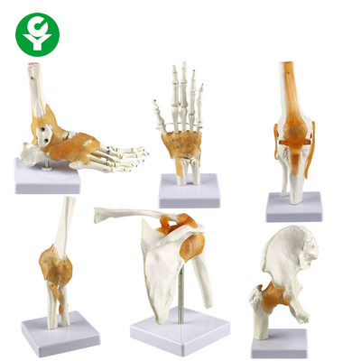 Os humain normal de modèle de joint de main de modèle de joints/de pied de genou de hanche coude d'épaule