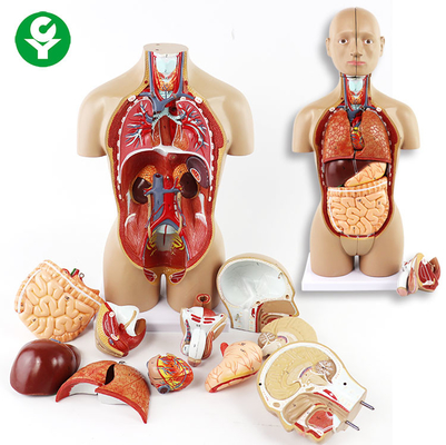 Unsex le torse les organes que modèles inclut l'estomac principal de coeur de poumons de cerveau de tronc