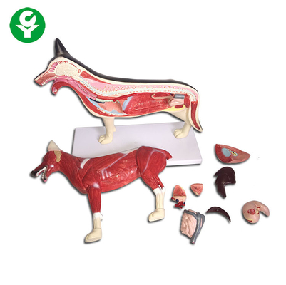 L'anatomie animale de chiffre de chien modèle le foie de coeur de poumon de corps entier disponible