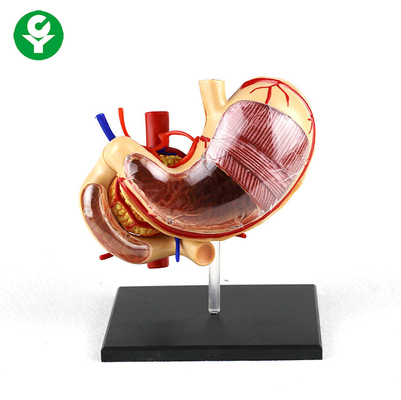 0,5 kilogrammes de PVC d'anatomie de corps humain d'organes de soutien gastrique d'école modèle démontable