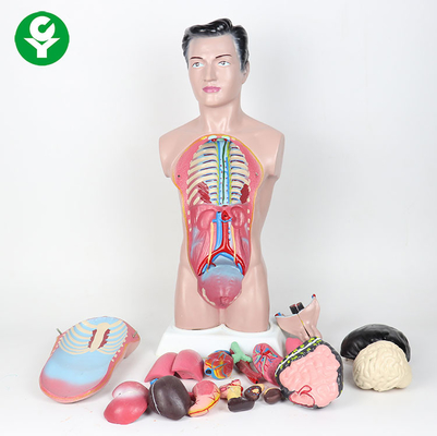 modèle élevé de torse de corps humain de 44cm/model masculin anatomie d'anatomie 3,0 kilogrammes