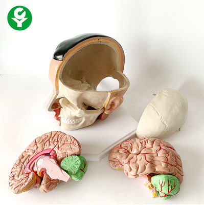 Paquet anatomique de cerveau d'anatomie de l'artère crânienne structurelle 20X18X18 cm de modèle