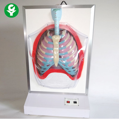 Mannequins médicaux électriques de formation/modèle appareil respiratoire humain de mouvement