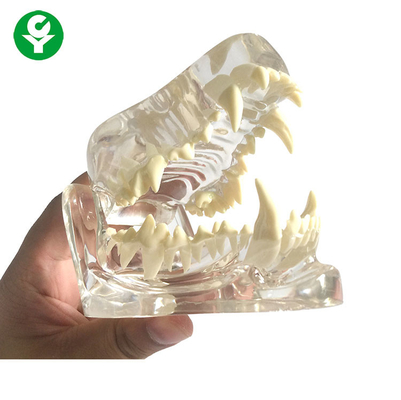 Dents transparentes/dentaires d'os de mâchoire de crâne de chien d'anatomie de chien modèlent le matériel de PVC