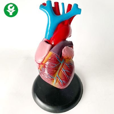 Modèle/coeur d'organes de corps humain d'anatomie formant le modèle de système d'organe viscéral