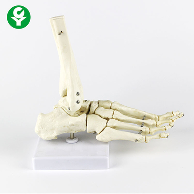 Fonctionnel multi de joints de pied droit de couleur blanche Metacarpal humaine de modèle